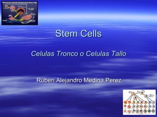 Stem Cells Celulas Tronco o Celulas Tallo Ruben Alejandro Medina Perez 