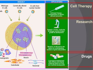 Cell Therapy
Research
Drugs
 
