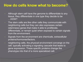 How do cells know what to become?
• Although stem cell have the genome to differentiate to any
tissue, they differentiate in one type they decide to be
…HOW?
• The stem cells are like other cells they communicate with
neighboring cells but they can also expresses certain
(stemness) genes that make it able to proliferate,
differentiate, or remain quiet when exposed to certain signals
from the environment.
• Signals from the environment are chemicals, extracellular
proteins/hormones/factors.
• neighboring cells, the physical environment converge on the
cell, typically activating a signaling cascade that leads to
gene expression. These specific proteins change the
phenotype into that of a more specialized cell.
 
