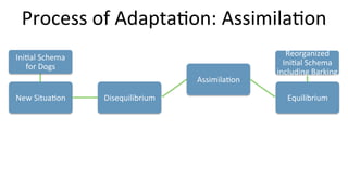 New	
  Situa9on	
   Disequilibrium	
  
Assimila9on	
  
Equilibrium	
  
Ini9al	
  Schema	
  
for	
  Dogs	
  
Process	
  of	
  Adapta9on:	
  Assimila9on	
  
Reorganized	
  
Ini9al	
  Schema	
  
including	
  Barking	
  
 