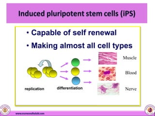 Cord Blood Stem Cells | PDF