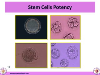 Cord Blood Stem Cells | PDF