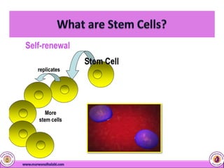 Cord Blood Stem Cells | PDF