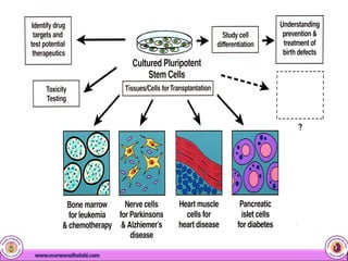 Cord Blood Stem Cells | PDF