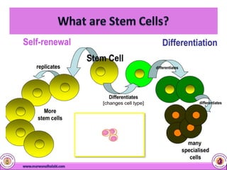 Cord Blood Stem Cells | PDF
