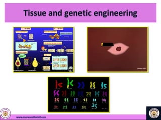 Cord Blood Stem Cells | PDF