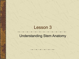 Lesson 3 Understanding Stem Anatomy 