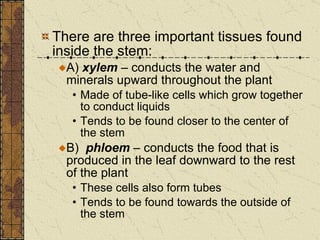 There are three important tissues found inside the stem: A)  xylem  – conducts the water and minerals upward throughout the plant Made of tube-like cells which grow together to conduct liquids Tends to be found closer to the center of the stem B)  phloem  – conducts the food that is produced in the leaf downward to the rest of the plant These cells also form tubes Tends to be found towards the outside of the stem 
