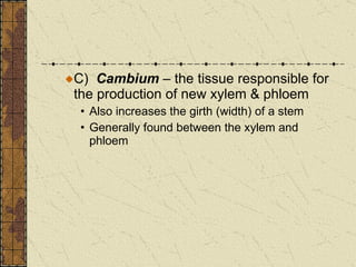 C)  Cambium  – the tissue responsible for the production of new xylem & phloem Also increases the girth (width) of a stem Generally found between the xylem and phloem 