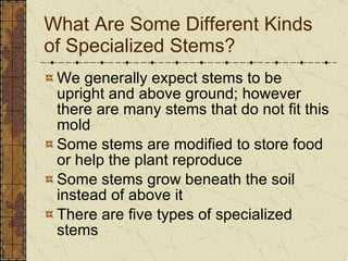 What Are Some Different Kinds of Specialized Stems? We generally expect stems to be upright and above ground; however there are many stems that do not fit this mold Some stems are modified to store food or help the plant reproduce Some stems grow beneath the soil instead of above it There are five types of specialized stems 