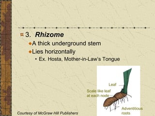 3.  Rhizome A thick underground stem  Lies horizontally Ex. Hosta, Mother-in-Law’s Tongue Leaf Scale like leaf at each node Adventitious roots Courtesy of McGraw Hill Publishers 
