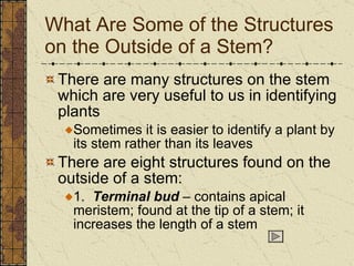 What Are Some of the Structures on the Outside of a Stem? There are many structures on the stem which are very useful to us in identifying plants Sometimes it is easier to identify a plant by its stem rather than its leaves There are eight structures found on the outside of a stem: 1.  Terminal bud  – contains apical meristem; found at the tip of a stem; it increases the length of a stem 