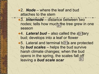 2.  Node  – where the leaf and bud attaches to the stem 3.  Internode  – distance between two nodes; tells how much the tree grew in one season 4.  Lateral bud  – also called the axillary bud; develops into a leaf or flower 5.  Lateral and terminal buds are protected by  bud scales  – helps the bud survive harsh climate changes; when the bud opens in the spring, the scales fall off leaving a  bud scale scar 