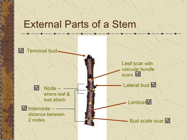 Stem anatomy