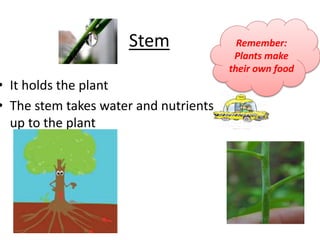 • It holds the plant
• The stem takes water and nutrients
up to the plant
Stem Remember:
Plants make
their own food
 