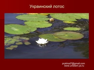 Украинский лотос

prykhod7@gmail.com
www.unistem.ya.ru

 