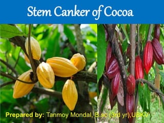 Stem canker of Cocoa
Stem Canker of Cocoa
Prepared by: Tanmoy Mondal, B.sc (3rd yr),UBKV
 