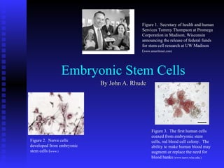Embryonic Stem Cells By John A. Rhude Figure 1.  Secretary of health and human Services Tommy Thompson at Promega Corporation in Madison, Wisconsin announcing the release of federal funds for stem cell research at UW Madison ( www.amarillonet.com) Figure 2.  Nerve cells developed from embryonic stem cells ( www.) Figure 3.  The first human cells coaxed from embryonic stem cells, red blood cell colony.  The ability to make human blood may augment or replace the need for blood banks  (www.news.wisc.edu.)                                  