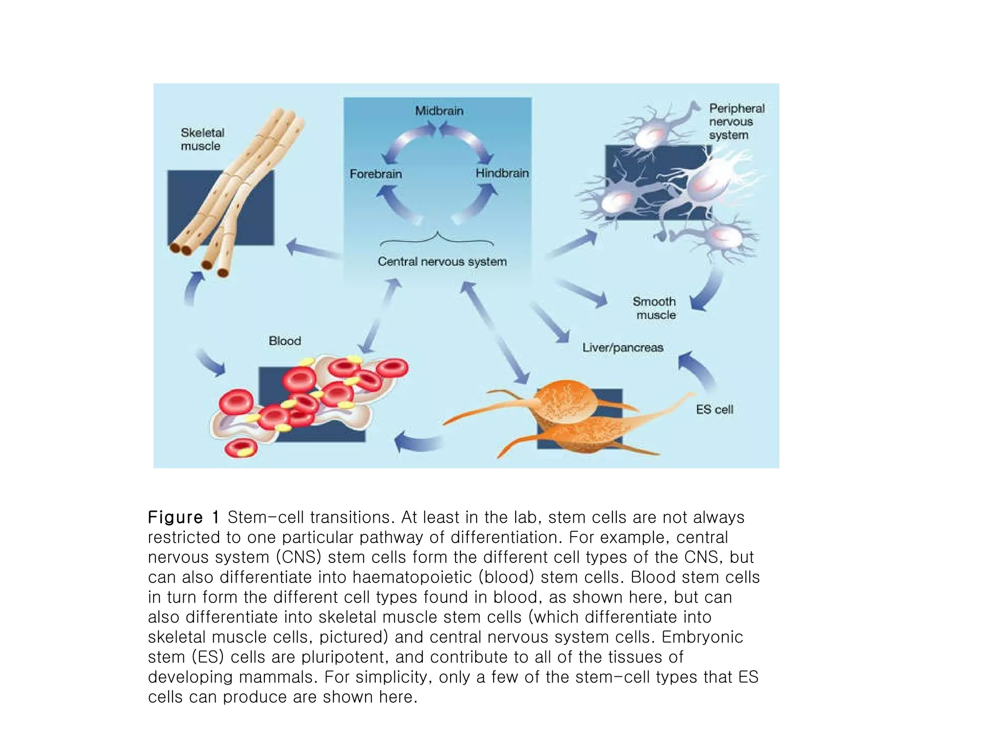 Figure 1  Stem-cell transitions. At least in the lab, stem cells are not always restricted to one particular pathway of differentiation. For example, central nervous system (CNS) stem cells form the different cell types of the CNS, but can also differentiate into haematopoietic (blood) stem cells. Blood stem cells in turn form the different cell types found in blood, as shown here, but can also differentiate into skeletal muscle stem cells (which differentiate into skeletal muscle cells, pictured) and central nervous system cells. Embryonic stem (ES) cells are pluripotent, and contribute to all of the tissues of developing mammals. For simplicity, only a few of the stem-cell types that ES cells can produce are shown here. 