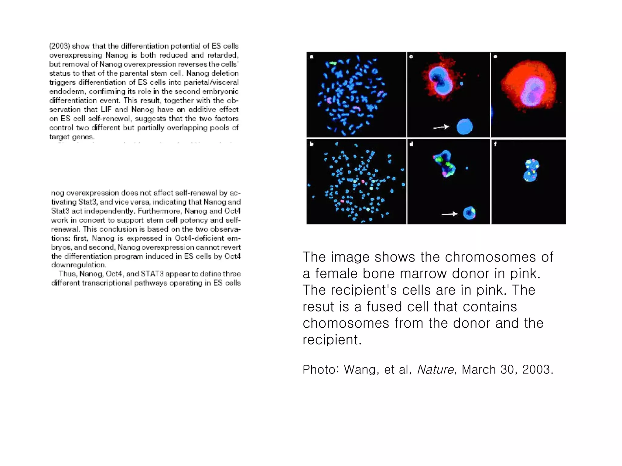 The image shows the chromosomes of a female bone marrow donor in pink. The recipient's cells are in pink. The resut is a fused cell that contains chomosomes from the donor and the recipient.   Photo: Wang, et al,  Nature , March 30, 2003. 