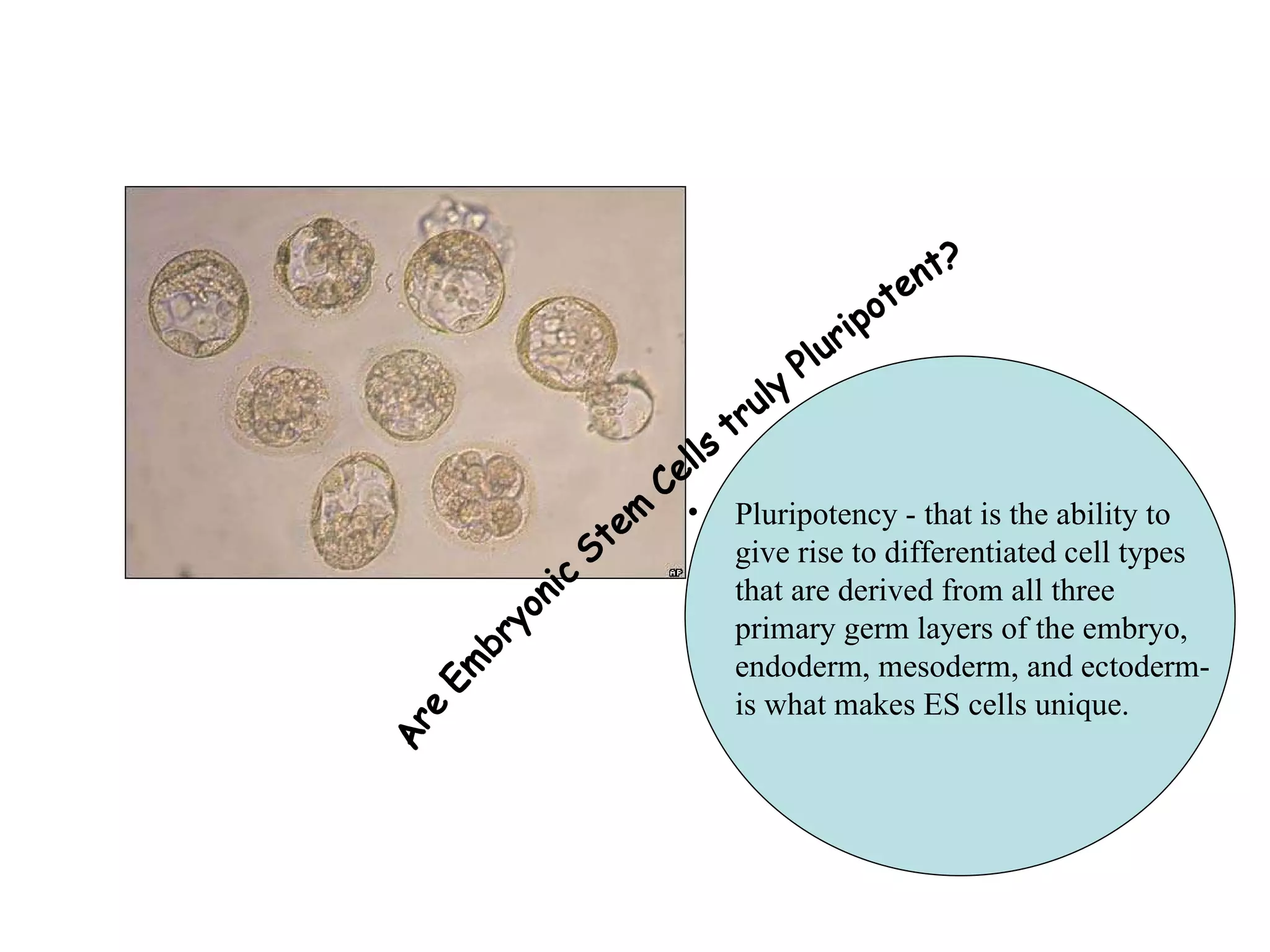Pluripotency - that is the ability to give rise to differentiated cell types that are derived from all three primary germ layers of the embryo, endoderm, mesoderm, and ectoderm-is what makes ES cells unique. Are Embryonic Stem Cells truly Pluripotent? 