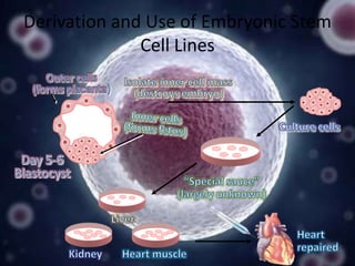 Derivation and Use of Embryonic Stem
Cell Lines

 