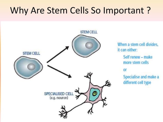 stem-cell-ppt