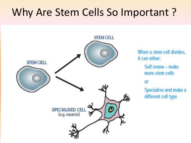 define stem cell biology define stem cell biology