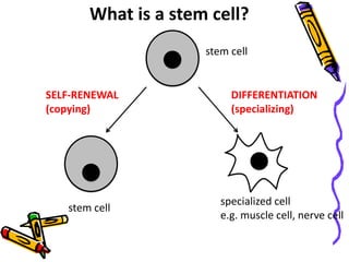 stem cell
What is a stem cell?
stem cell
SELF-RENEWAL
(copying)
specialized cell
e.g. muscle cell, nerve cell
DIFFERENTIATION
(specializing)
 