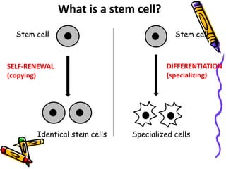What is a stem cell?
Identical stem cells
Stem cell
SELF-RENEWAL
(copying)
Stem cell
Specialized cells
DIFFERENTIATION
(specializing)
 