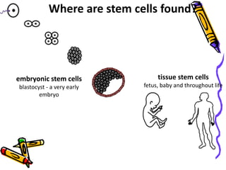 Where are stem cells found?
embryonic stem cells
blastocyst - a very early
embryo
tissue stem cells
fetus, baby and throughout life
 