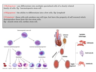 3-Multipotent : can differentiate into multiple specialized cells of a closely related
family of cells. Eg : haematopoetic stem cell.
4-Oligopotent : the ability to differentiate into a few cells. Eg: lymphoid
5-Unipotent : these cells only produce one cell type, but have the property of self renewal which
distinguishes them from the non stem cells.
Eg: muscle stem cell, cardiac stem cell.
 