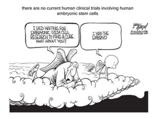 there are no current human clinical trials involving human
embryonic stem cells
 