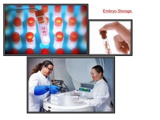 Embryo Storage
 