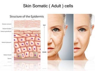 Skin Somatic ( Adult ) cells
 