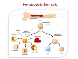 Hematopoietic Stem cells
 