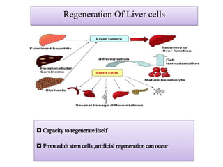 Regeneration Of Liver cells
◘ Capacityto regenerateitself
◘ Fromadultstemcells,artificial regeneration canoccur
 