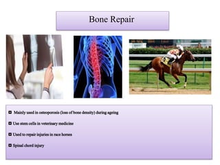 Bone Repair
◘ Mainlyusedinosteoporosis(lossof bonedensity)duringageing
◘ Usestemcellsinveterinarymedicine
◘ Usedtorepairinjuriesinracehorses
◘ Spinalchordinjury
 