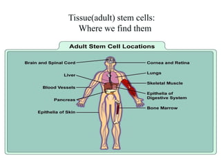 Tissue(adult) stem cells:
Where we find them
 