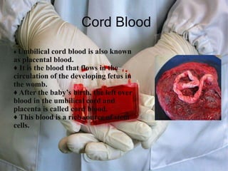 ♦ Umbilical cord blood is also known
as placental blood.
♦ It is the blood that flows in the
circulation of the developing fetus in
the womb.
♦ After the baby’s birth, the left over
blood in the umbilical cord and
placenta is called cord blood.
♦ This blood is a rich source of stem
cells.
Cord Blood
 