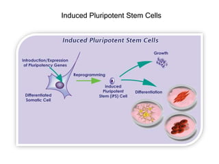 Induced Pluripotent Stem Cells
 