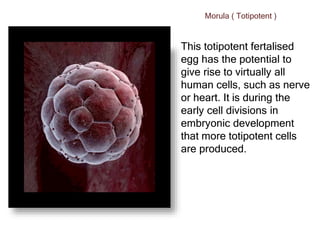 This totipotent fertalised
egg has the potential to
give rise to virtually all
human cells, such as nerve
or heart. It is during the
early cell divisions in
embryonic development
that more totipotent cells
are produced.
Morula ( Totipotent )
 