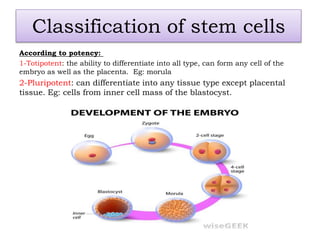 Classification of stem cells
According to potency:
1-Totipotent: the ability to differentiate into all type, can form any cell of the
embryo as well as the placenta. Eg: morula
2-Pluripotent: can differentiate into any tissue type except placental
tissue. Eg: cells from inner cell mass of the blastocyst.
 