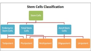 Stem cell
type Description Examples
Totipotent
Each cell can develop
into a new individual
Cells from early
(1-3 days)
emb...