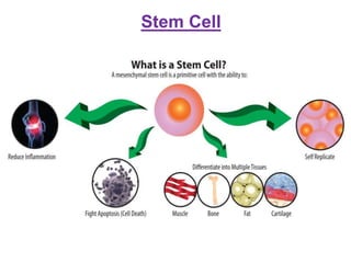 Stem Cell
 