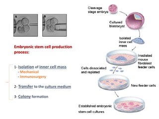 Stem cell. | PDF