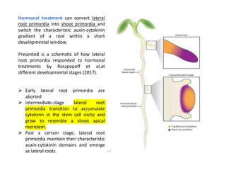 Stem cell. | PDF
