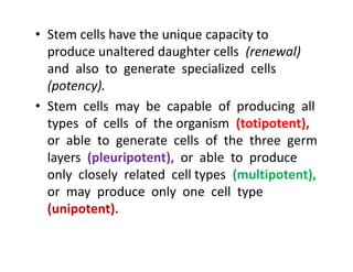 • Stem cells have the unique capacity to
produce unaltered daughter cells (renewal)
and also to generate specialized cells
(potency).
• Stem cells may be capable of producing all
types of cells of the organism (totipotent),
or able to generate cells of the three germ
layers (pleuripotent), or able to produce
only closely related cell types (multipotent),
or may produce only one cell type
(unipotent).
• Stem cells have the unique capacity to
produce unaltered daughter cells (renewal)
and also to generate specialized cells
(potency).
• Stem cells may be capable of producing all
types of cells of the organism (totipotent),
or able to generate cells of the three germ
layers (pleuripotent), or able to produce
only closely related cell types (multipotent),
or may produce only one cell type
(unipotent).
 