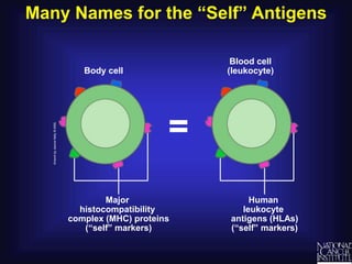 Many Names for the “Self” Antigens
Major
histocompatibility
complex (MHC) proteins
(“self” markers)
Blood cell
(leukocyte)
Body cell
Human
leukocyte
antigens (HLAs)
(“self” markers)
=
 