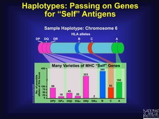 Haplotypes: Passing on Genes
for “Self” Antigens
DP DR
DQ
No.
of
possible
alleles
at
this
locus
Many Varieties of MHC “Self” Genes
Sample Haplotype: Chromosome 6
DP DQ
A
C
HLA alleles
DR
45
89
19 20
2
323
75
50
25
400
100
0
DP DQ DR
B
93
195
395
B C A
 